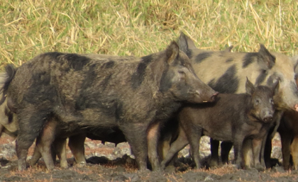 Wild pigs in scrubland 